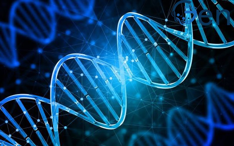 ADN chứa mã di truyền của con người