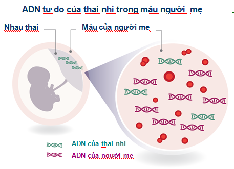 Xét nghiệm ADN thai nhi theo phương pháp nào thì an toàn?