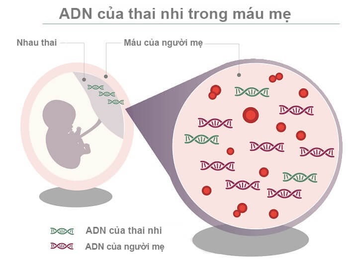  Với công nghệ NIPT, các ADN của thai nhi sẽ được tách ra khỏi máu của mẹ và đem đi phân tích, kết quả cho ra đúng đến 99,9%