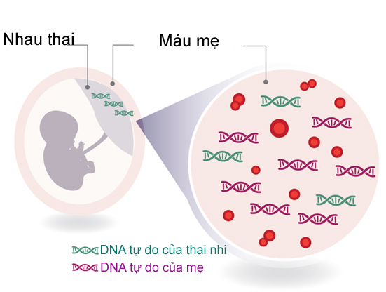 Nguyên lý xét nghiệm ADN thai nhi không xâm lấn 
